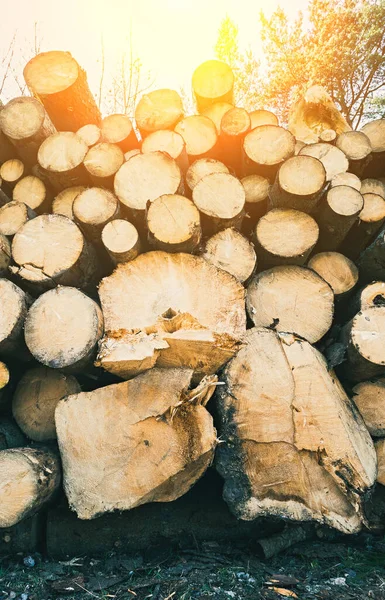 A large pile of wooden spruce and pine logs with backlight sun flare stacked in a forest. Woodworking and heating industry concept. Vertical orientation