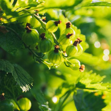 Bir dalda asılı yeşil, sulu, olgunlaşmış kırmızı frenk üzümü. Yağmurdan sonra güneşli hava. Makro yakın plan fotoğraf.