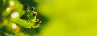Bir dalda asılı yeşil, sulu, olgunlaşmış kırmızı frenk üzümü. Yağmurdan sonra güneşli hava. Makro yakın plan fotoğraf. Panoramik pankart