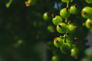 Bir dalda asılı yeşil, sulu, olgunlaşmış kırmızı frenk üzümü. Yağmurdan sonra güneşli hava. Makro yakın plan fotoğraf.