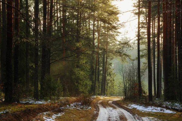 Όμορφο Τοπίο Φόντο Ενός Σκοτεινού Δάσους Πεύκου Άνοιξη Χιόνι Παραμένει — Φωτογραφία Αρχείου