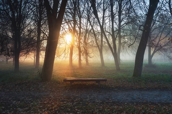 Gyönyörű Táj Háttér Egy Park Fák Magányos Pad Közepén Hajnalban — Stock Fotó
