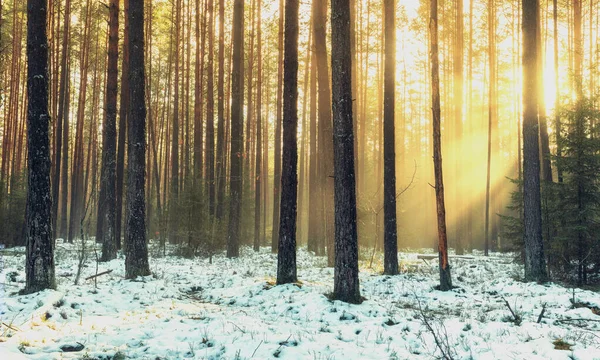 Vacker Landskap Bakgrund Våren Tall Och Granskog Med Snö Vacker — Stockfoto