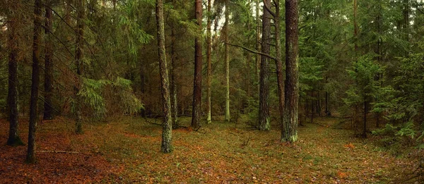 Gyönyörű Panoráma Sötét Tavaszi Lucfenyő Nyírfa Erdőben Tájkép Panoráma Banner — Stock Fotó