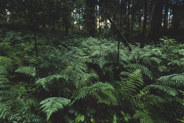 Yağmur sonrası kozalaklı ormanda koyu yeşil eğreltiotu çalılarıyla manzara. Sessizlik, sakinlik ve rahatlama hissi.