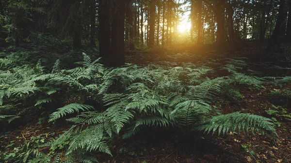 Fundo Paisagem Com Arbustos Samambaia Verde Escuro Floresta Coníferas Após — Fotografia de Stock