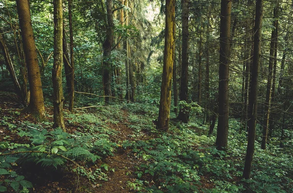 Bellissimo Paesaggio Una Foresta Conifere Scura Dopo Pioggia Con Alti — Foto Stock