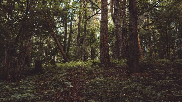 Vackert Landskap Mörk Barrskog Efter Regn Med Höga Tallar Och — Stockfoto