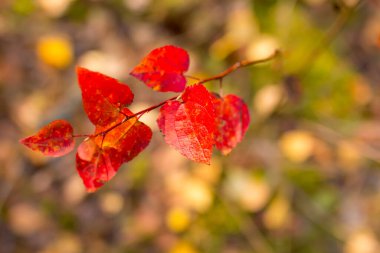 Kırmızı sonbahar yapraklı dal