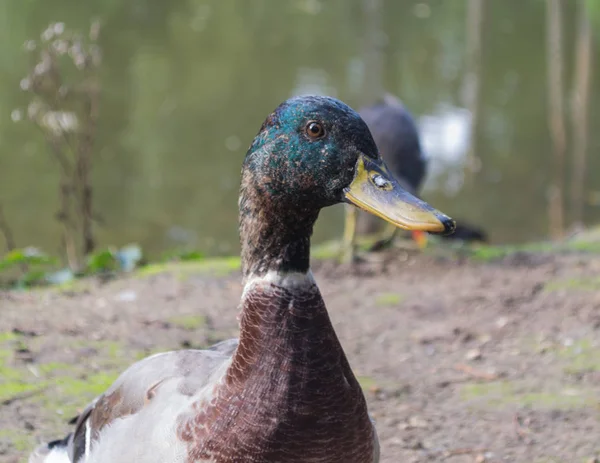 Primer Plano Pato Con Pico Amarillo Con Cabeza Llena Vista — Foto de Stock