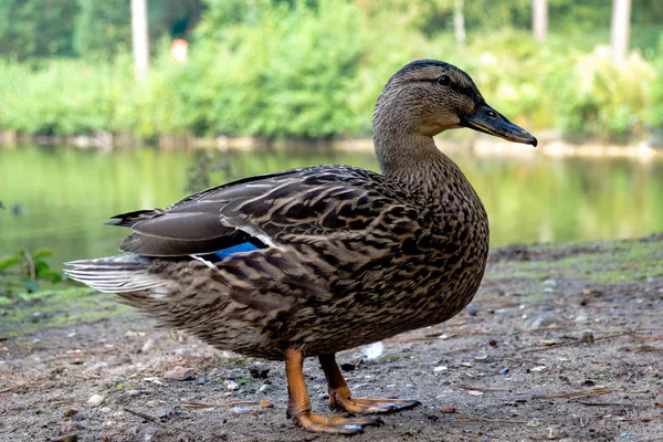 Uma Vista Lateral Pato Gadwall — Fotografia de Stock