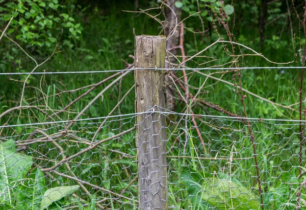 Bir orman içinde belgili tanımlık geçmiş tavuk tel gidiyor bir ahşap çit sonrası