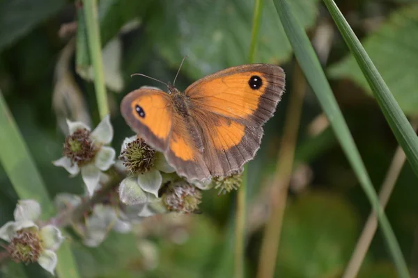 Uma Borboleta Gatekeeper Descansando Algumas Flores Selvagens — Fotografia de Stock