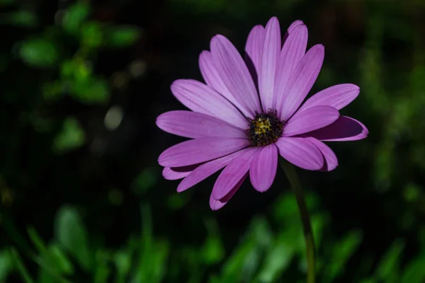 Una Imagen Una Flor Margarita Africana Solitaria — Foto de Stock