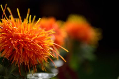 Turuncu safflowers bir grup görüntü yakından