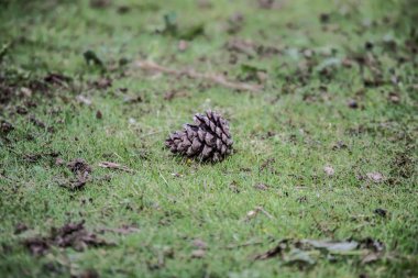 Çim üzerinde yatan tek bir çam koni bir görüntü