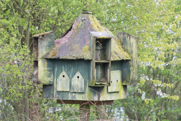 Een Gigantische Vogel Huis Verval Bedekt Met Mos — Stockfoto