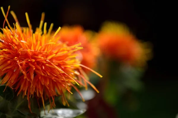 Zblízka Obraz Skupiny Oranžové Safflowers — Stock fotografie