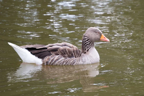 Μια Εικόνα Που Δείχνει Μια Χήνα Greylag Στον Ύπνο Ενώ — Φωτογραφία Αρχείου