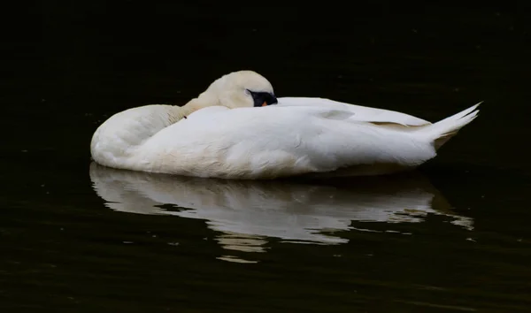 Cygne Dormant Dans Eau Avec Son Reflet Dessous — Photo