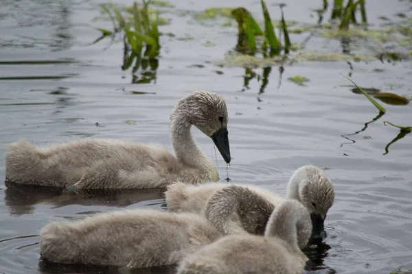 Cygnet Isolado Resto Grupo — Fotografia de Stock