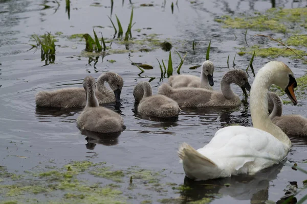 Μια Ομάδα Cygnets Και Ένας Κύκνος Που Τρέφονται Νερό — Φωτογραφία Αρχείου