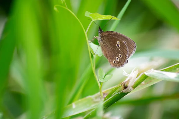 Ringlet Butterfly Hanging Green Plant — Stock Photo, Image