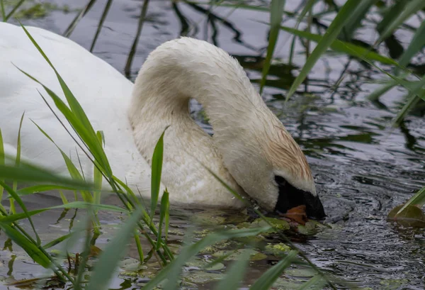 Cisne Com Cabeça Água Procura Comida — Fotografia de Stock