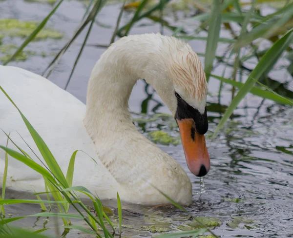 Cisne Com Cabeça Olhando Para Baixo Enquanto Alimenta — Fotografia de Stock