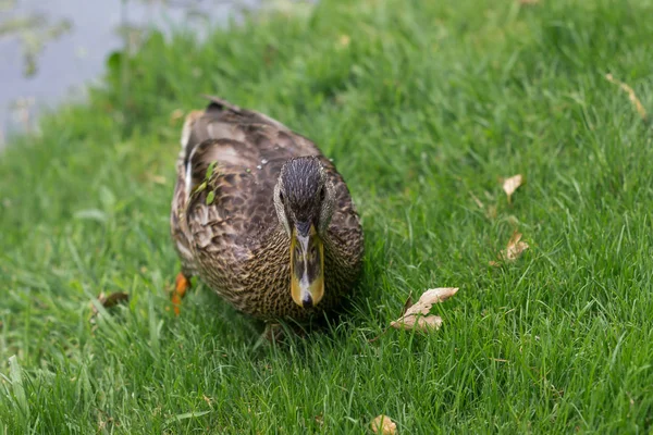 Yakın Çekim Yeşil Çim Paytak Ördek — Stok fotoğraf