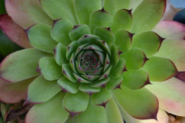 Kırmızı yeşil yapraklarla ETKÝLÝ olan büyük sempervivum olağanüstüsarı bitkinin merkezinde ararken kapatın