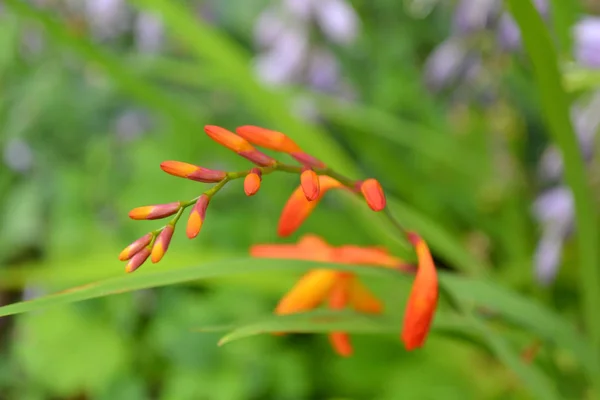 Close Orange Red Crocosmia Flower Buds Hanging — Stock Photo, Image