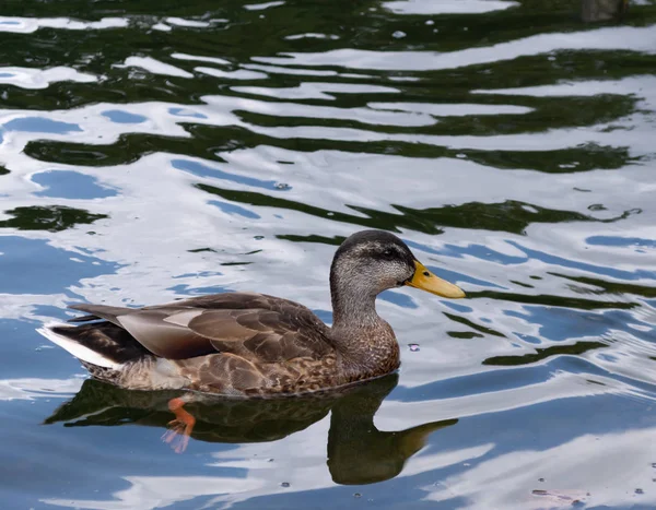 Turuncu Ayakları Altında Görünür Suyla Oturan Bir Ördek — Stok fotoğraf