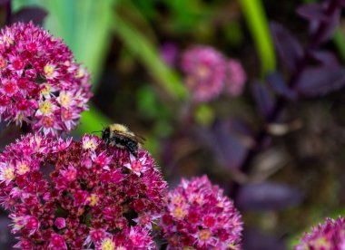 KOBİ mor çiçeklerden nektar toplama bumble bee, yakın çekim