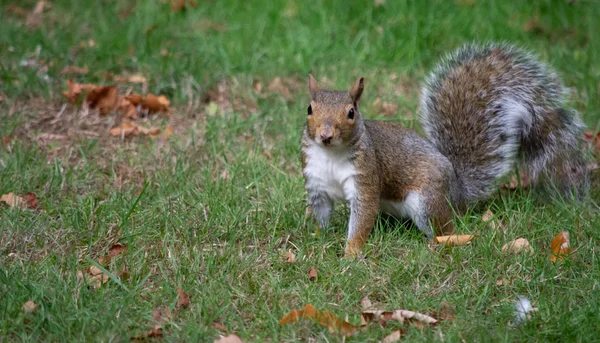 Ein Graues Eichhörnchen Stand Grünen Gras Umgeben Von Herbstblättern — Stockfoto
