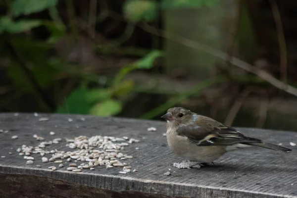 Moineau Assis Côté Graines Blanches Sur Banc Bois — Photo