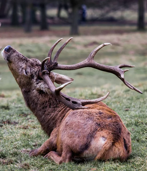 stock image A deer scratching its back with its antler