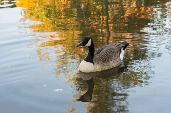 Husy Sedí Vodě Způsobuje Vlnky Odraz Pod — Stock fotografie