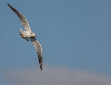 A yakın çekim mavi gökyüzünde uçan bir martı