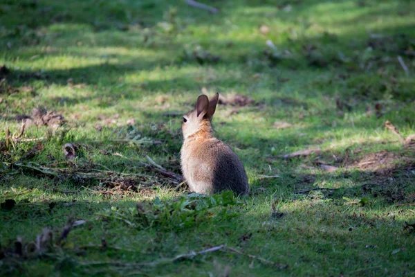 一只孤独的兔子坐在树林里 背朝着镜头 — 图库照片