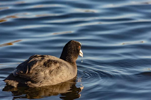 Coot Sentado Água Com Uma Única Gota Água Gotejando Fora — Fotografia de Stock