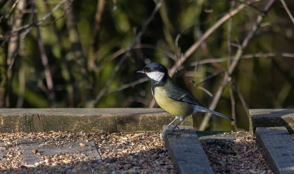 Mésange bleue alimentation — Photo