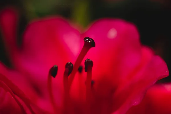 Primer Plano Una Flor Roja Con Filamentos Rojos Antera Negra — Foto de Stock