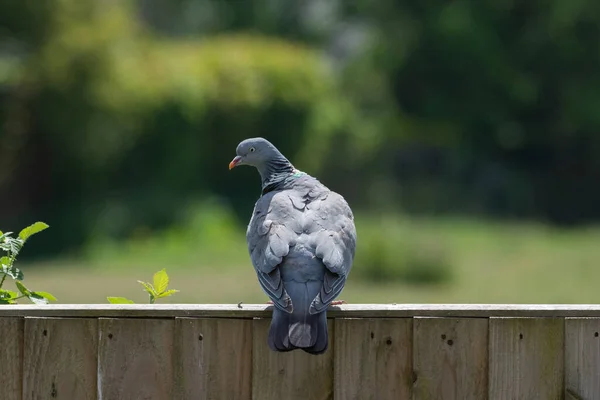 Pigeon Assis Sur Une Clôture Bois Regardant Arrière — Photo