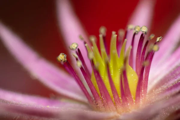 Primer Plano Una Planta Sempervivum Plena Floración Que Muestra Hermosa — Foto de Stock