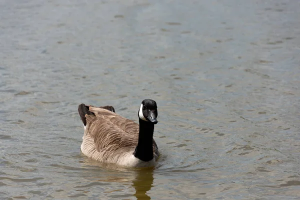 Une Seule Oie Canada Dans Eau Dirigeant Vers Caméra — Photo