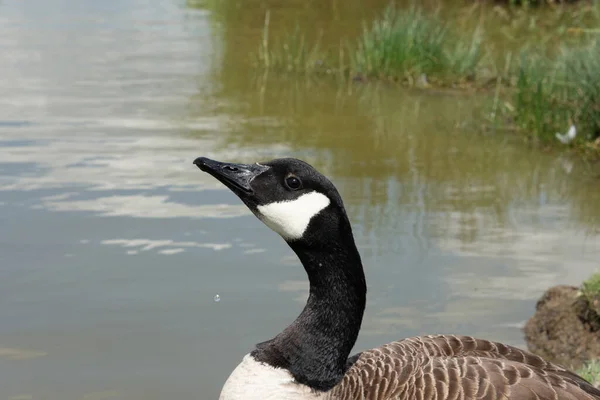 Single Canada Goose Staring Air Open Water — Stockfoto