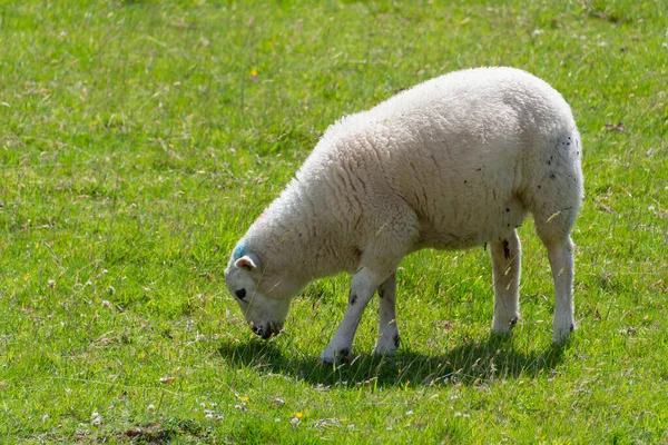 Biała Owca Jedząca Zieloną Trawę — Zdjęcie stockowe