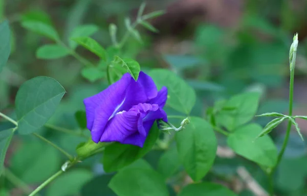 Természet Friss Kék Borsó Virág — Stock Fotó