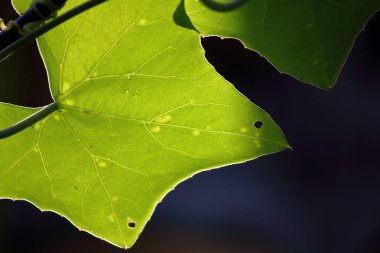 doğada coccinia taze yaprak kadar kapatın